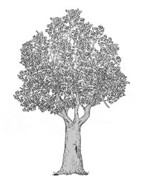 Biotopbaum-Anwärter