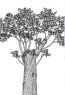 natürlicher Ersatzkronenbaum