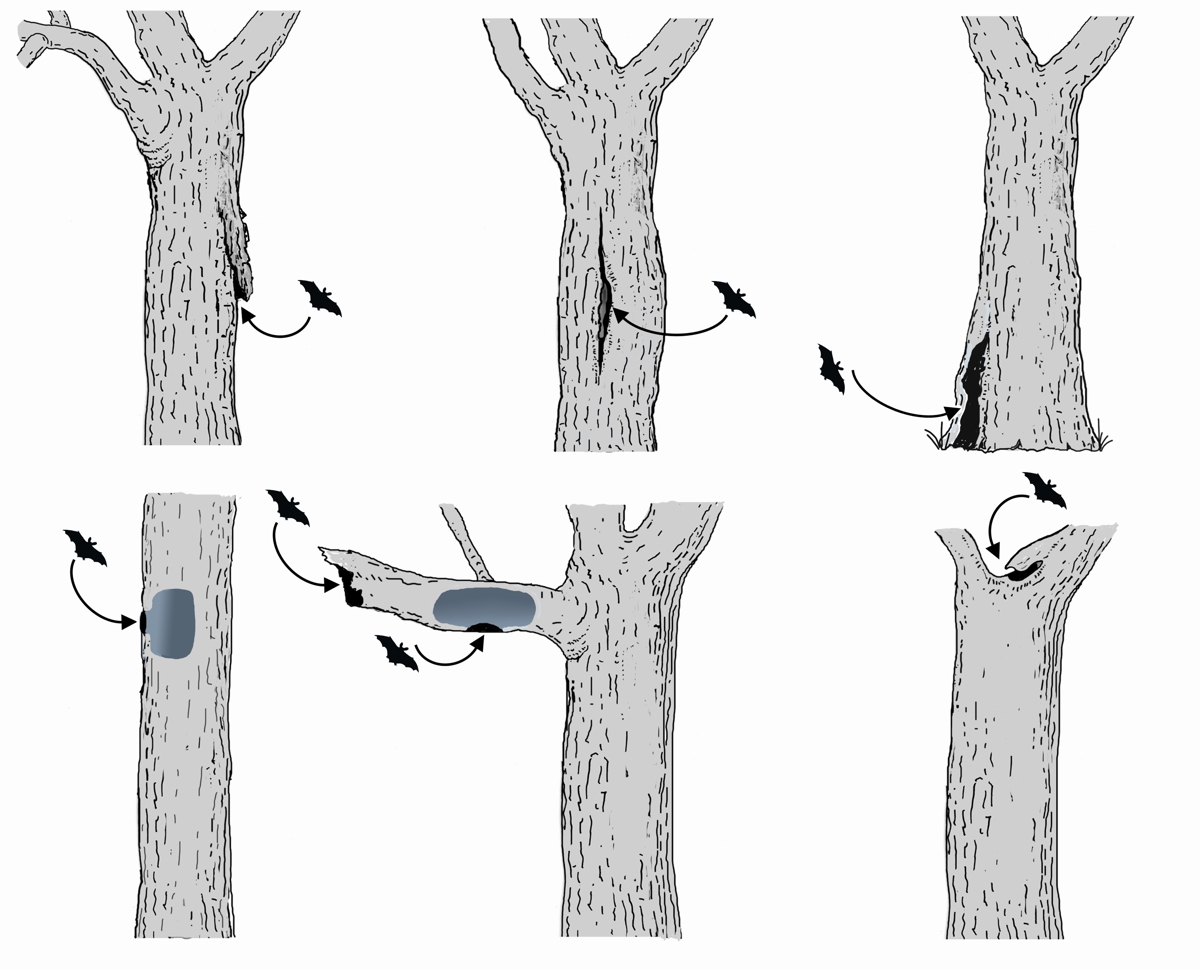 Beispiele natürlicher Baumhöhlen (nach Meschede + Heller  2000, verändert). Zeichnung W. Roloff.