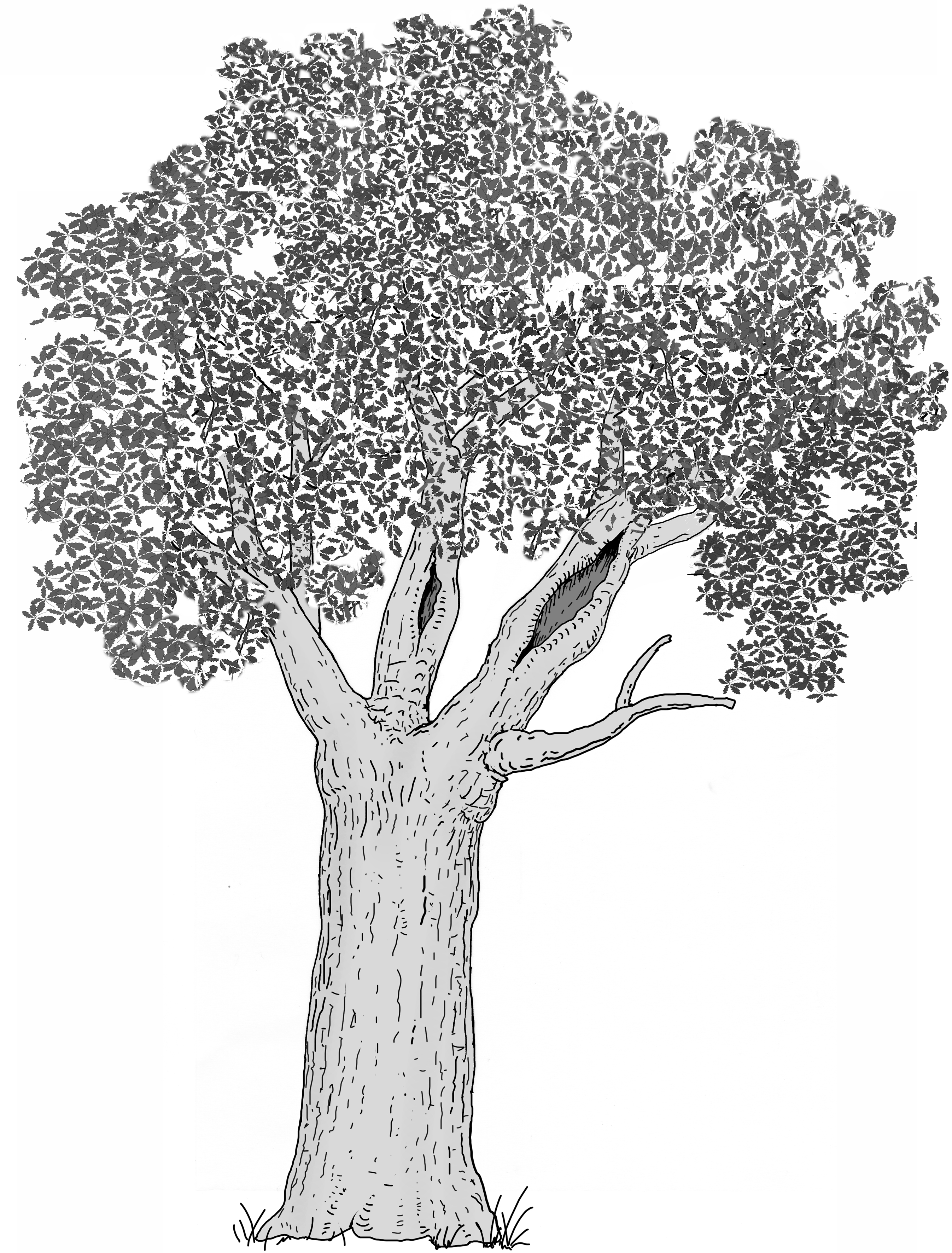 Ausgedehnte Holzzersetzung in der Krone (Starkast/Stämmling). Zeichnung W. Roloff
