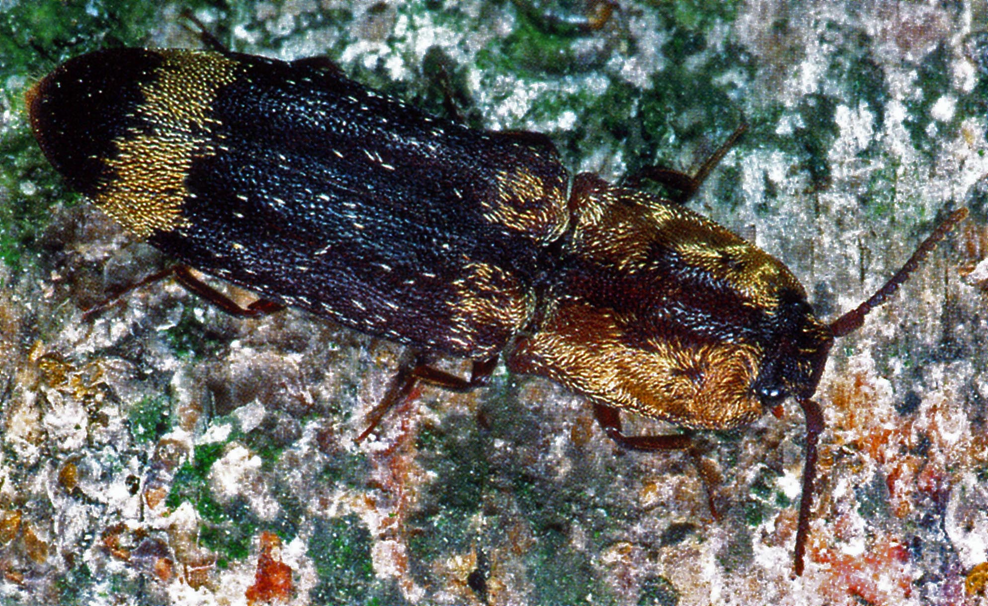 Gelbschuppiger Schnellkäfer (Lacon querceus). © G. C. Möller