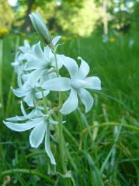 Nickender Milchstern (Ornithogalum nutans) im Schlosspark Buch © A. Rockinger