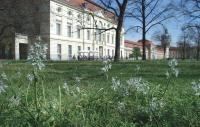 Durch die Anpassung der Mahdzeitpunkte in Scherrasen des Schlossgartens Charlottenburg konnten alte Stinzenpflanzen (hier: Nickender Milchstern) wieder zur prachtvollen Blüte kommen © M. von der Lippe Durch die Anpassung der Mahdzeitpunkte in Scherrasen des Schlossgartens Charlottenburg konnten alte Stinzenpflanzen (hier: Nickender Milchstern) wieder zur prachtvollen Blüte kommen © M. von der Lippe