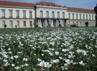 Artenreiche Scherrasen im Schlossgarten Charlottenburg, Blühaspekt mit Acker-Hornkraut © M. von der Lippe Artenreiche Scherrasen im Schlossgarten Charlottenburg, Blühaspekt mit Acker-Hornkraut © M. von der Lippe