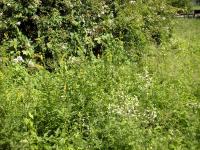 Wiesensaum mit Großem Odermennig (Agrimonia procera) und Gemeinem Leimkraut (Silene vulgaris) im Großen Tiergarten © M. S. Rohner
