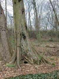 Ulme im Schlosspark Buch - wertvoller Biotopbaum.  © N. A. Klöhn