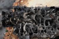 Eher unscheinbare Biotopholzbewohner: Solche Nester errichten Schwarzglänzende Holzameisen verborgen zumeist im Bauminneren, wo Holzpilze "vorgearbeitet" haben müssen. © N. A. Klöhn
