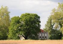 Prägende Alteiche vor der Meierei, Pfaueninsel  © N. A. Klöhn