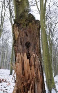 Zwieselabriss an Buche im Glienicker Park. © N. A. Klöhn