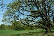 Blick im Frühling auf die Schlosswiese. © N. A. Klöhn