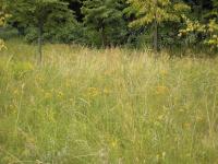 Einschüriger artenreicher Wiesenstreifen im Großen Tiergarten © M. S. Rohner Einschüriger artenreicher Wiesenstreifen im Großen Tiergarten © M. S. Rohner