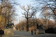 Fasanenallee mit Alteiche. © N. A. Klöhn
