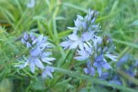 Niederliegender Ehrenpreis (Veronica prostrata), eine in Berlin stark gefährdete Art der Magerrasen © A. Rockinger Niederliegender Ehrenpreis (Veronica prostrata), eine in Berlin stark gefährdete Art der Magerrasen © A. Rockinger