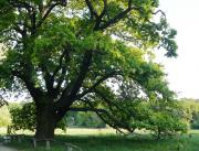 Baum und Mausoleum im Sommer. © A. Rockinger