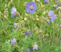 Wiesen-Storchschnabel (Geranium pratense) bildet auffalende Blühaspekte auf den Wiesen des Schlossgartens Charlottenburg © A. von Lührte Wiesen-Storchschnabel (Geranium pratense) bildet auffalende Blühaspekte auf den Wiesen des Schlossgartens Charlottenburg © A. von Lührte