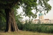 Blick über den Karpfenteich zum Schloss. © N. A. Klöhn