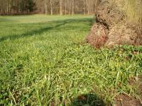Frühjahrsaspekt mit Wald-Gelbstern (Gagea lutea) und Scharbockskraut (Ficaria verna) auf den Feuchtwiesen im Schlosspark Buch © B. Seitz Frühjahrsaspekt mit Wald-Gelbstern (Gagea lutea) und Scharbockskraut (Ficaria verna) auf den Feuchtwiesen im Schlosspark Buch © B. Seitz