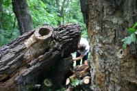 Sicherung von Stammabschnitten von Alteichen im Park Niederschönhausen (Foto: U. Kielhorn) Sicherung von Stammabschnitten von Alteichen im Park Niederschönhausen (Foto: U. Kielhorn)