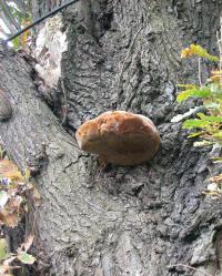 Eichen-Feuerschwamm ( Phellinus robustus). © N. A. Klöhn Eichen-Feuerschwamm ( Phellinus robustus). © N. A. Klöhn