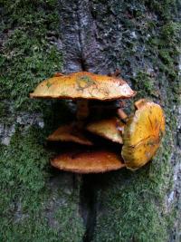 Hochtronender Schüppling - Goldfell-Schüppling (Pholiota aurivella). © N. A. Klöhn Hochtronender Schüppling - Goldfell-Schüppling (Pholiota aurivella). © N. A. Klöhn