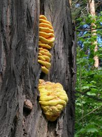 Schwefelporling (Laetiporus sulphureus). © N. A. Klöhn Schwefelporling (Laetiporus sulphureus). © N. A. Klöhn