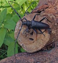 Der seltene Heldbock (Cerambyx cerdo) eine streng geschützte FFH-Art. © G. C. Möller Der seltene Heldbock (Cerambyx cerdo) eine streng geschützte FFH-Art. © G. C. Möller