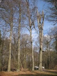 Markierte Biotopbäume im Schlosspark Buch © A. von Lührte