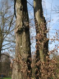 Baum mit Baumnummer im Schlosspark Buch © A. von Lührte