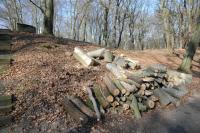 Zersägte Buchen im Glienicker Park: Hier gäbe es sinnvolle Alternativen zur Erhaltung von Biotopholz (Foto: N. A. Klöhn) Zersägte Buchen im Glienicker Park: Hier gäbe es sinnvolle Alternativen zur Erhaltung von Biotopholz (Foto: N. A. Klöhn)