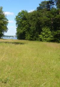 Die Kunkelwiese auf der Berliner Pfaueninsel: eine typische Magerwiese mit randlichen Silbergrasfluren ©  A. Rockinger