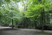 Dichte Parkforsten mit Spitzahorn prägen das Bild im Großen Tiergarten in Berlin © N. A. Klöhn Dichte Parkforsten mit Spitzahorn prägen das Bild im Großen Tiergarten in Berlin © N. A. Klöhn