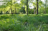 Die Boskettfüllungen im Schlossgarten Charlottenburg zeichnen sich durch eine artenreiche Flora mit Zeigern alter Gartenkultur (hier: Vielblütige Weißwurz) aus. © M. von der Lippe Die Boskettfüllungen im Schlossgarten Charlottenburg zeichnen sich durch eine artenreiche Flora mit Zeigern alter Gartenkultur (hier: Vielblütige Weißwurz) aus. © M. von der Lippe