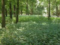 Eutrophierter Parkforst mit dichtem Brennesselunterwuchs im Großen Tiergarten © U. Kielhorn Eutrophierter Parkforst mit dichtem Brennesselunterwuchs im Großen Tiergarten © U. Kielhorn