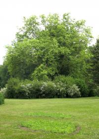 Von Strauchpflanzungen umrahmte Platane im Muskauer Park © A. von Lührte Von Strauchpflanzungen umrahmte Platane im Muskauer Park © A. von Lührte