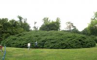 Gebüsch aus einer uralten Strauchkastanie im Muskauer Park © A. von Lührte Gebüsch aus einer uralten Strauchkastanie im Muskauer Park © A. von Lührte