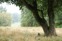 Weniger intensiv gepflegter unfd genutzter Bereich im Glienicker Park. © N. A. Klöhn