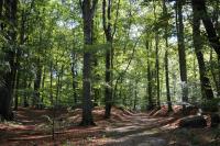 Waldartiger Bestand im Glienicker Park. © N. A. Klöhn