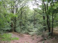 Buchenwälder mit Urwald-Charakter im Glienicker Park - Konfliktpotential bei der Wiederherstellung historischer Sichten (Foto: A. von Lührte) Buchenwälder mit Urwald-Charakter im Glienicker Park - Konfliktpotential bei der Wiederherstellung historischer Sichten (Foto: A. von Lührte)