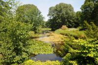 Das Venusbassin im Großen Tiergarten vor der Umgestaltung: artenreiche Uferstauden- und Schwimmblattgesellschaften prägen das Bild © N. A. Klöhn