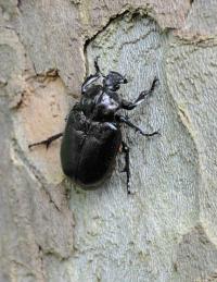 Der Eremit (Osmoderma eremita) ein höhlenbewohnender Holzkäfer und prioritäre FFH-Art.  © N. A. Klöhn