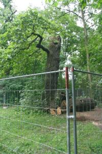 Durch Absperrung geschützter Torso einer Heldbockeiche im Schlosspark Niederschönhausen.© U. Kielhorn