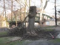 Notwendige Kopfbaumpflege bei hohler Linde - möglicherweise geschützter Lebensraum