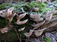 Austernseitling (Pleurotus ostreatus) an lebendem und toten Laubholz. © N. A. Klöhn
