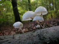 Buchen-Schleimrübling (Oudemansiella mucida) - meist auf Buche. © N. A. Klöhn
