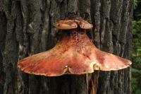 Leberpilz  (Fistulina hepatica) - typischer Pilz an Alteichen - führt zu Braunfäule. © N. A. Klöhn
