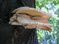 Schuppiger Porling (Polyporus squamosus) - Weißfäuleerreger. © N. A. Klöhn Schuppiger Porling (Polyporus squamosus) - Weißfäuleerreger. © N. A. Klöhn