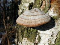 Zunderschwamm (Fomes fomentarius) - typischer Weißfäuleerreger an Buche u.a. Laubholz. © N. A. Klöhn Zunderschwamm (Fomes fomentarius) - typischer Weißfäuleerreger an Buche u.a. Laubholz. © N. A. Klöhn