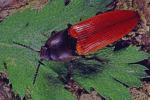 Zinnoberroter Schnellkäfer (Ampedus cinnabarinus). © G. C. Möller