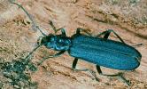 Blauer Scheinbockkäfer (Ischnomera caerulea). © G. C. Möller