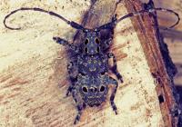 Augenfleckenbock (Mesosa curculionoides). © G. C. Möller